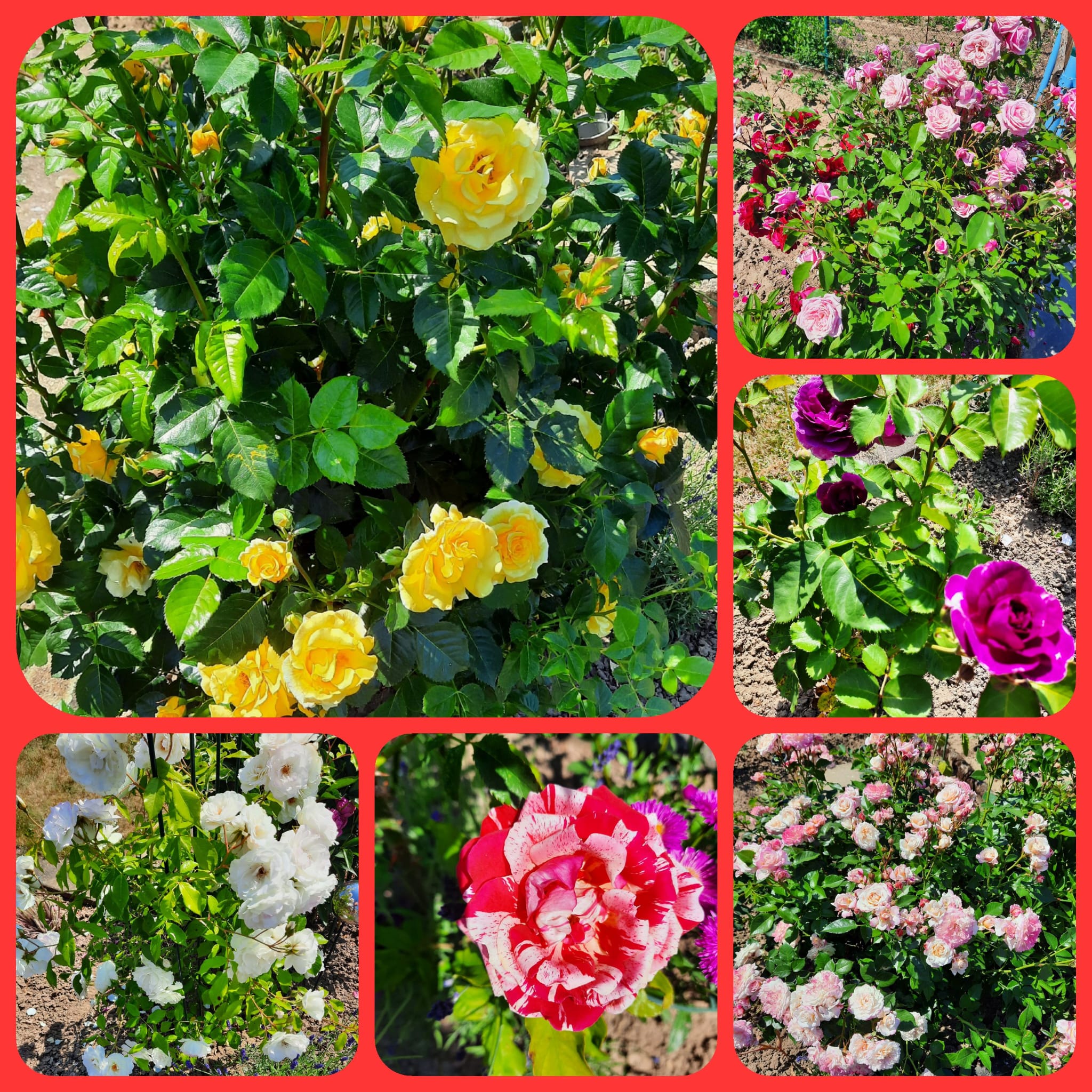 KGV Sonnenschen.e.V Gera Gartenimpressionen
